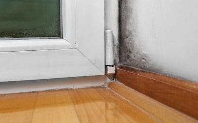 4 Signs of Mold in Your Home