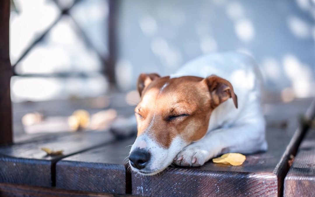 make your deck safe so pets can enjoy it too