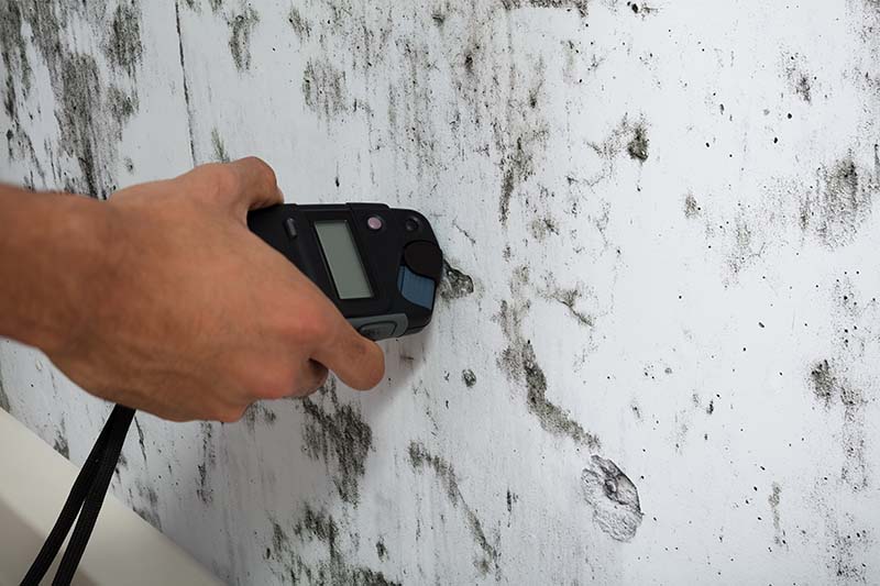 Moisture meter being used one a moldy wall while preforming home inspection services