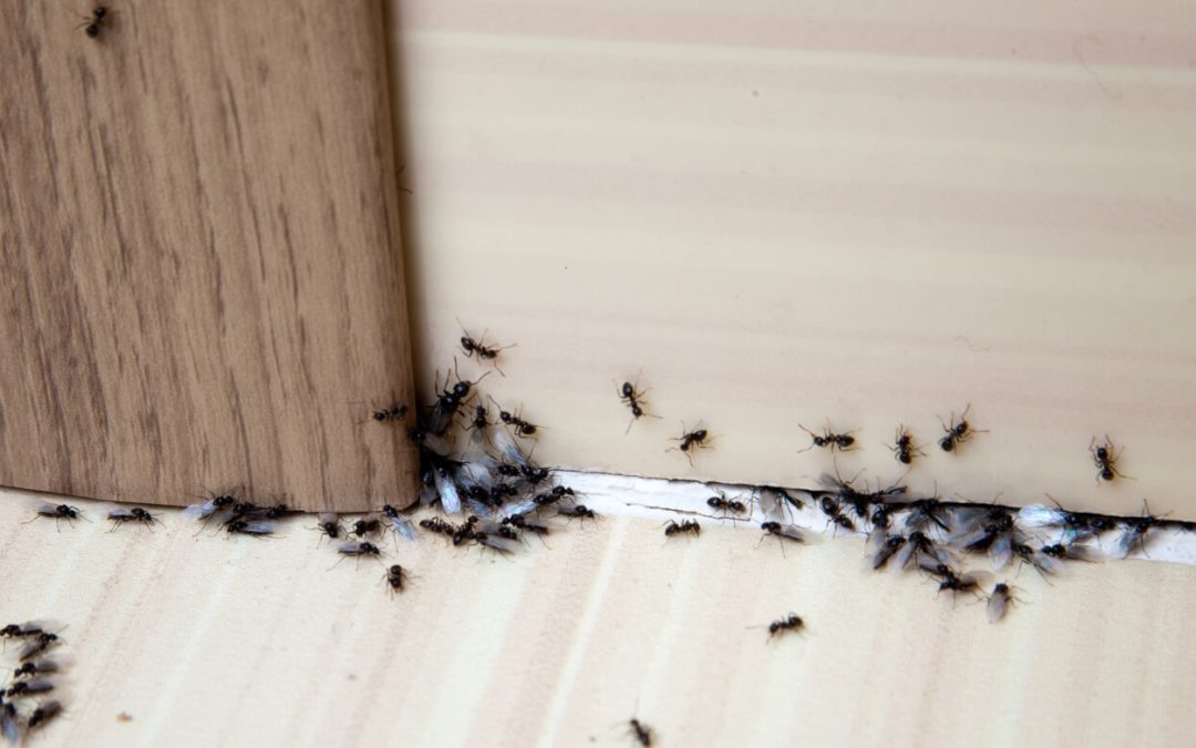 prevent pests in your home